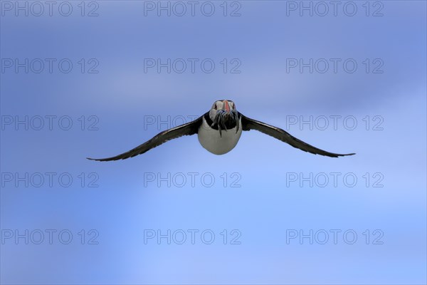 Puffin (Fratercula arctica), adult, flying, with sand eels, with food, Faroe Islands, England,