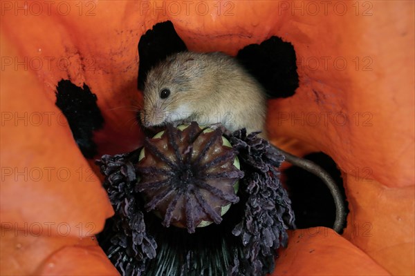 Common harvest mouse, (Micromys minutus), adult, on corn poppy, flower, foraging, at night,
