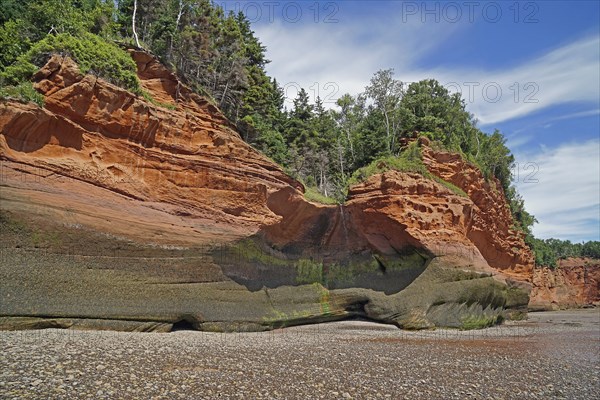 Wooded cliffs, red sandstone, Five Islands Provincial Park, Fundy Bay, Nova Scotia, Canada, North