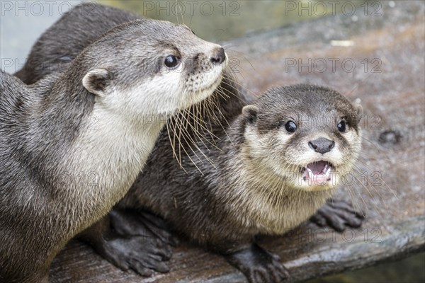 Dwarf otter, Asian oriental small-clawed otter (Aonyx cinerea), Heidelberg Zoo, Baden-Wuerttemberg,