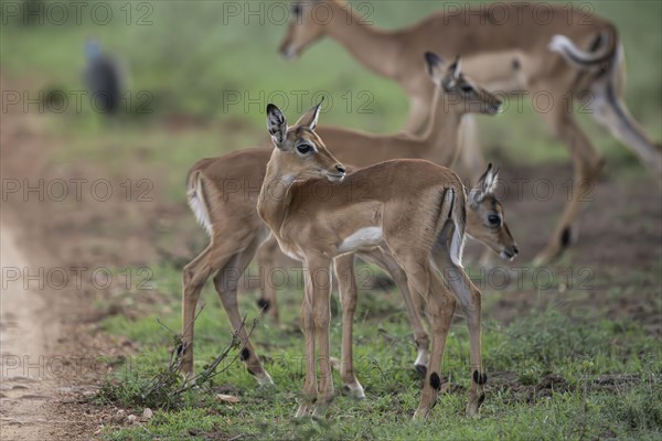 Black Heeler Antelope or Impala (Aepyceros melampus) herd with young, nursery, Madikwe Game
