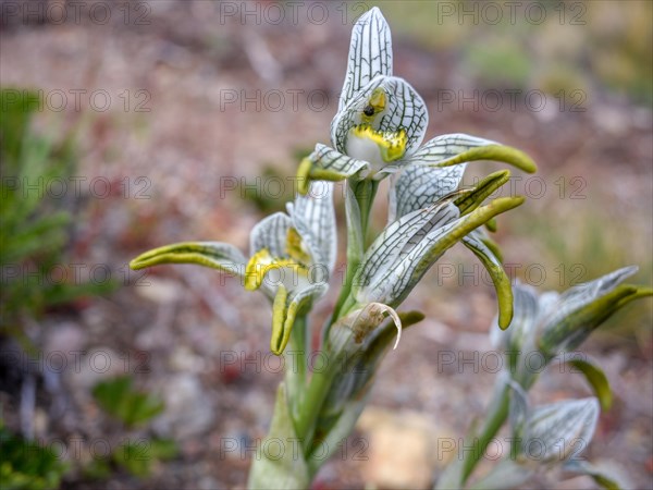 Porcelain orchid (Chloraea magellanica) in Perito Moreno National Park, Patagonia, Argentina, South