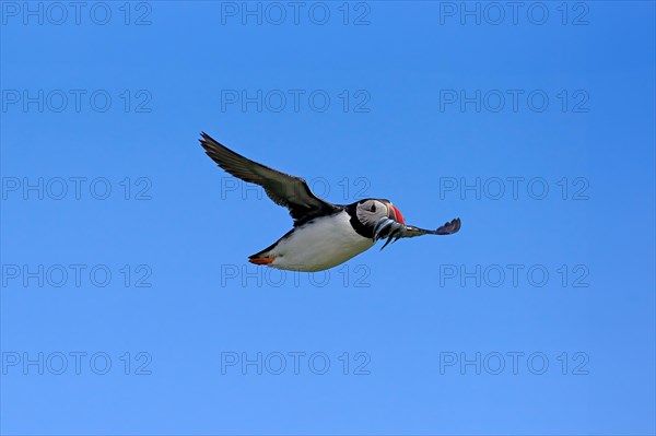 Puffin (Fratercula arctica), adult, flying, with sand eels, with food, Faroe Islands, England,