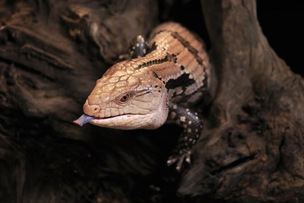 Indonesian blue-tongued skink (Tiliqua gigas), adult, portrait, on tree, captive, tongues,