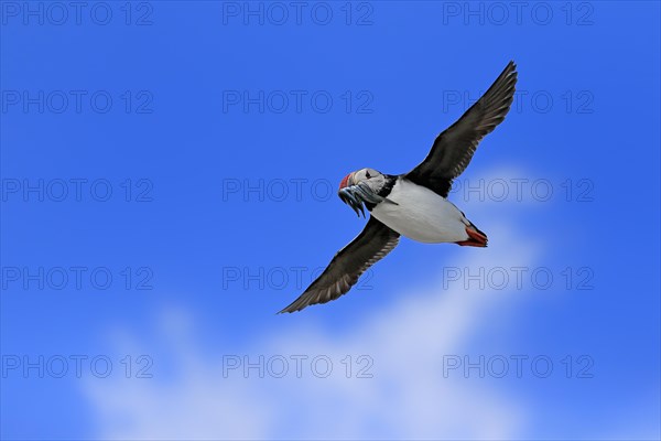 Puffin (Fratercula arctica), adult, flying, with sand eels, with food, Faroe Islands, England,