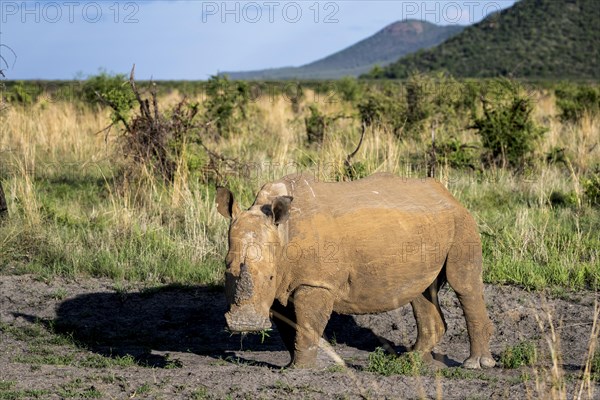 White rhinoceros (Ceratotherium simum), Madikwe Game Reserve, North West Province, South Africa,