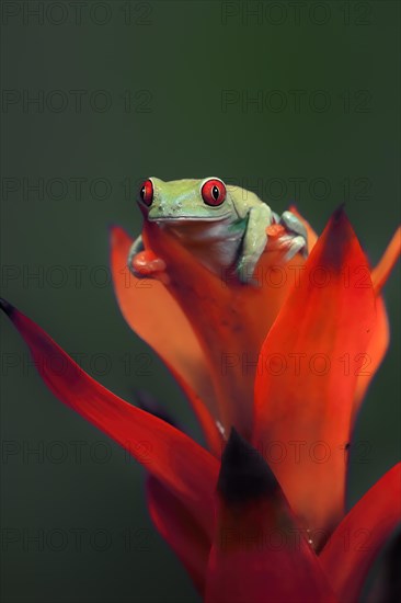 Red-eyed tree frog (Agalychnis callidryas), adult, on bromeliad, captive, Central America