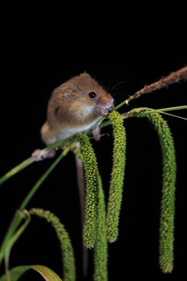 Eurasian harvest mouse (Micromys minutus), adult, on plant stalks, ears of corn, foraging, at
