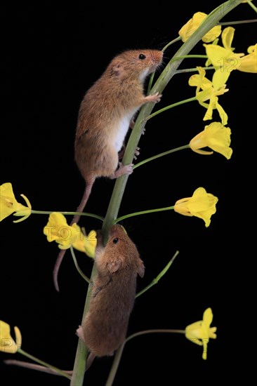 Eurasian harvest mouse (Micromys minutus), adult, two, pair, on plant stem, flowering, foraging, at