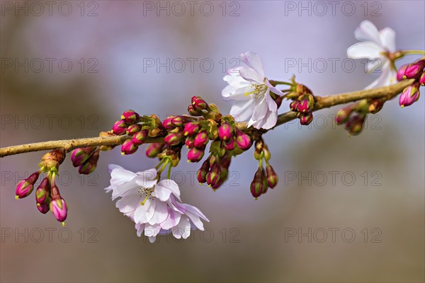 Cherry blossom branch with pink buds and open white flowers signaling the arrival of spring, Prunus