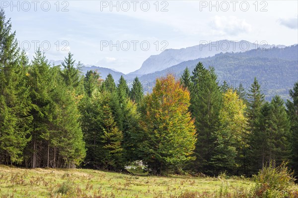 Wetterstein mountains with forest in autumn, hiking trail Kramerplateauweg, Garmisch-Partenkirchen,