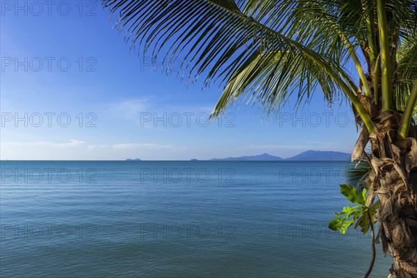 Palm tree at Maenam beach on Koh Samui, island, palm tree, water travel, holiday, tourism, text