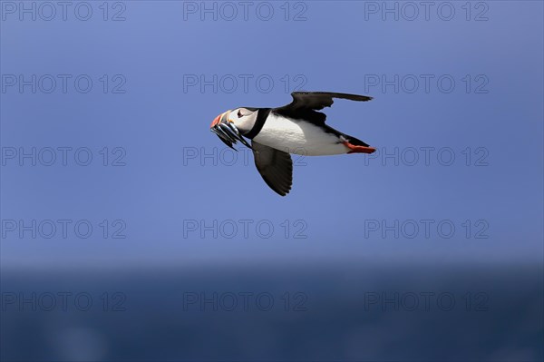 Puffin (Fratercula arctica), adult, flying, with sand eels, with food, Faroe Islands, England,