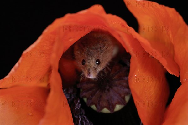 Common harvest mouse, (Micromys minutus), adult, on corn poppy, flower, foraging, at night,