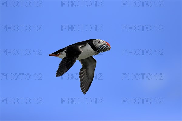 Puffin (Fratercula arctica), adult, flying, with sand eels, with food, Faroe Islands, England,