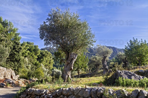 Scenic view of olive trees against a blue sky surrounded by a stone wall, Hiking tour from