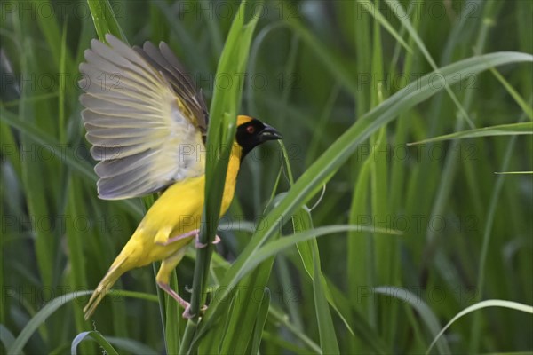 Southern masked weaver (Ploceus velatus) collecting nesting material, Madikwe Game Reserve, North