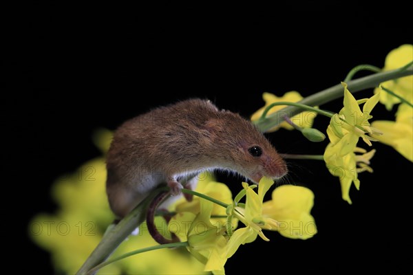 Eurasian harvest mouse (Micromys minutus), adult, on plant stem, flowering, foraging, at night,