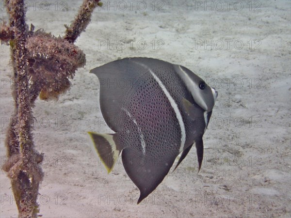 Gray angelfish (Pomacanthus arcuatus), juvenile, dive site Nursery, Tavernier, Florida Keys,