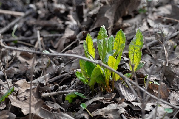 Wild sorrel, young green plant breaking through old brown leaves on the ground, Magdeburg,