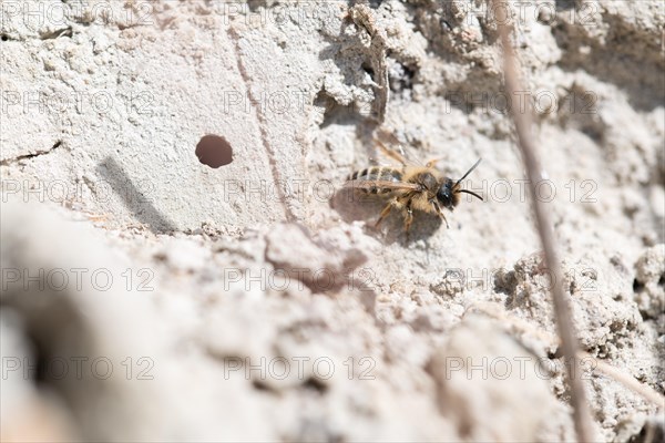 Common sand bee (Andrena flavipes), sitting at the entrance to its ground nest, Sielmanns