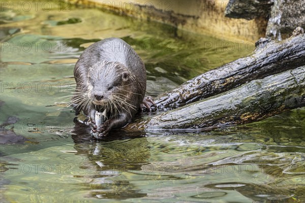 Dwarf otter, Asian oriental small-clawed otter (Aonyx cinerea), Heidelberg Zoo, Baden-Wuerttemberg,