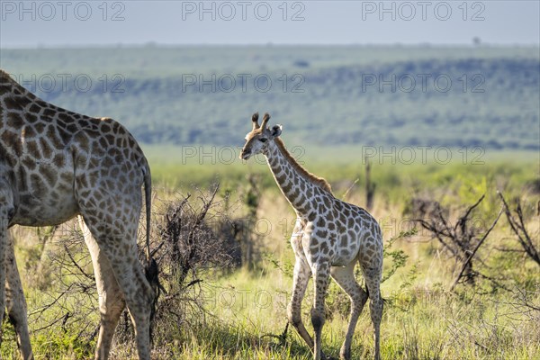 Southern giraffe (Giraffa giraffa) baby, Madikwe Game Reserve, North West Province, South Africa,