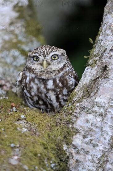 Little owl (Athene noctua), (Tyto alba), adult, on tree trunk, alert, portrait, Lowick,