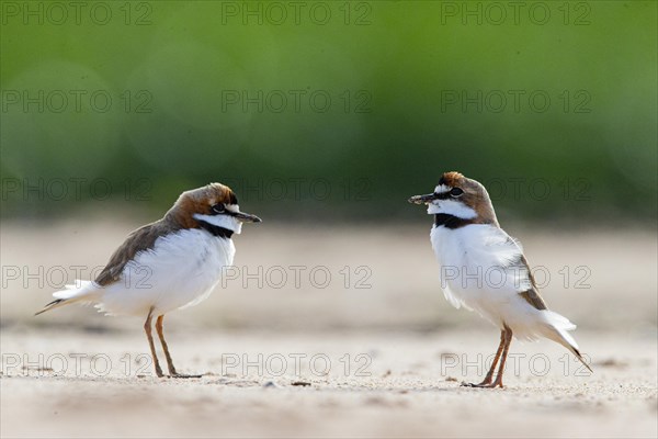 Slender-billed plover (Anarhynchus collaris) Pantanal Brazil