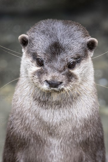 Dwarf otter, Asian oriental small-clawed otter (Aonyx cinerea), Heidelberg Zoo, Baden-Wuerttemberg,