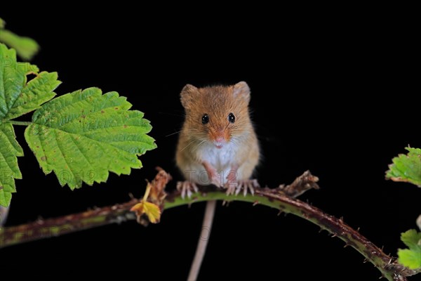 Eurasian harvest mouse (Micromys minutus), adult, on plant stalk, foraging, at night, Scotland,