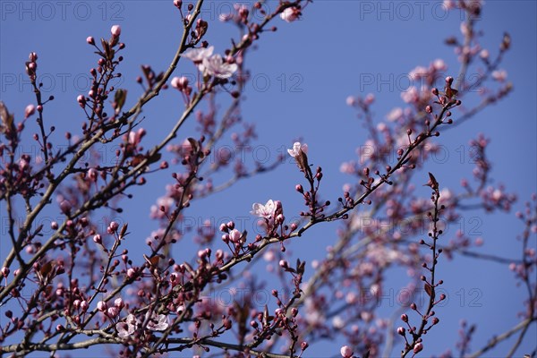 Beautiful blossom of an ornamental cherry, March, Germany, Europe