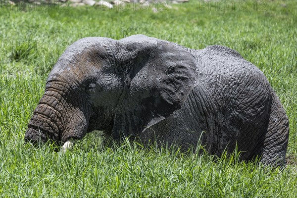 African elephant (Loxodonta africana) in front of Tau Lodge, Madikwe Game Reserve, North West