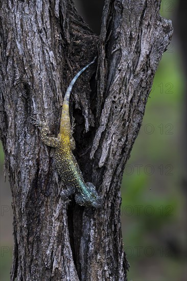 Blue-throated Agama (Acanthocercus atricollis), Madikwe Game Reserve, North West Province, South