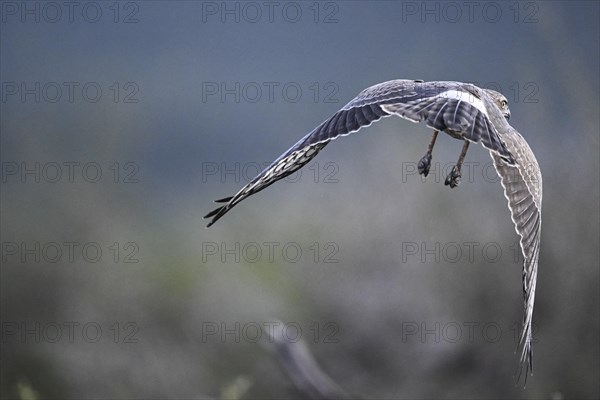 Silver Singing Goshawk, also known as pale chanting goshawk (Melierax canorus) juvenile, Madikwe