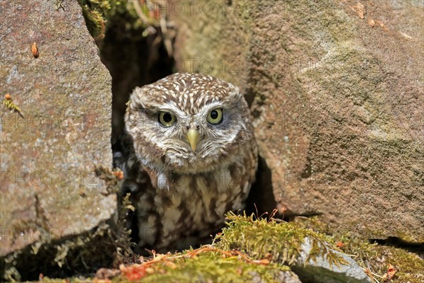 Little owl (Athene noctua), (Tyto alba), adult, at breeding den, alert, portrait, Lowick,