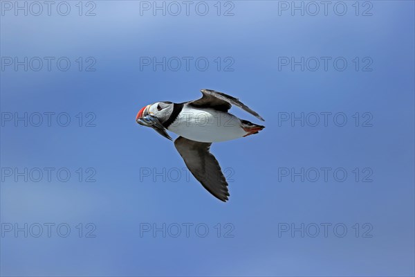 Puffin (Fratercula arctica), adult, flying, with sand eels, with food, Faroe Islands, England,