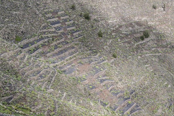Agriculture terraced landscape seen from the Mirador del Guinate, Haria, Lanzarote, Canary Islands,