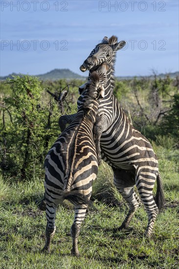 Plains zebra (Equus quagga) 2 stallions fighting, Madikwe Game Reserve, North West Province, South
