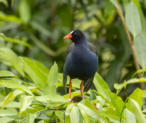 Allen's gallinule (Porphyrio alleni), male, occurring in sub-Saharan Africa, captive, Germany,