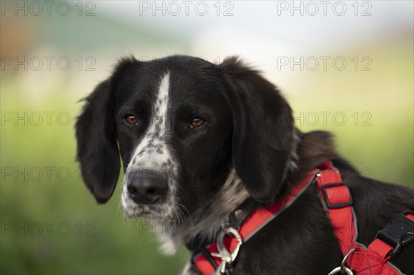 Domestic dog (Canis lupus familiaris), mixed-breed, male, animal welfare, animal welfare dog,