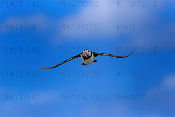Puffin (Fratercula arctica), adult, flying, with sand eels, with food, Faroe Islands, England,