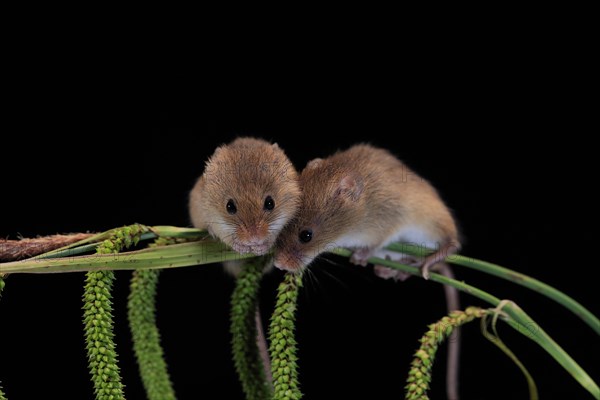 Eurasian harvest mouse (Micromys minutus), adult, two, pair, on plant stalks, spikes, foraging, at