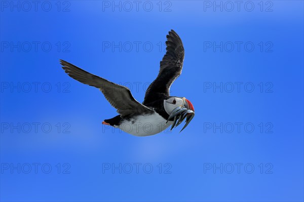 Puffin (Fratercula arctica), adult, flying, with sand eels, with food, Faroe Islands, England,