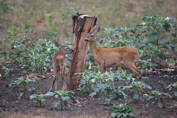 European roe deer (Capreolus capreolus) doe (right) with fawn at salt lick, Southern Hungary,
