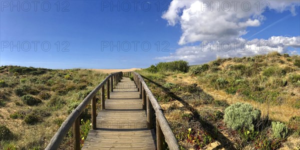 Walkway through the dune landscape, dune, beach, summer holiday, panorama, nature, natural