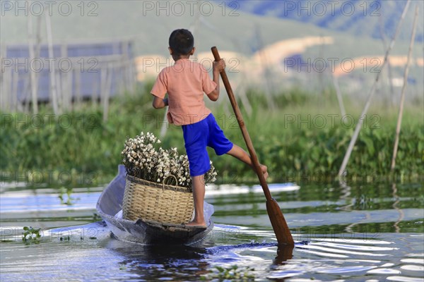 Boy in a canoe carrying plants on a calm lake, Inle Lake, Myanmar, Asia