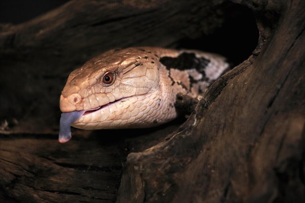 Indonesian blue-tongued skink (Tiliqua gigas), adult, portrait, on tree, captive, tongues,