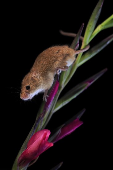 Eurasian harvest mouse (Micromys minutus), adult, on plant stem, flowering, foraging, at night,