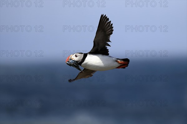 Puffin (Fratercula arctica), adult, flying, with sand eels, with food, Faroe Islands, England,